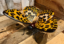 Load image into Gallery viewer, Butterfly Art - Restoration Oak